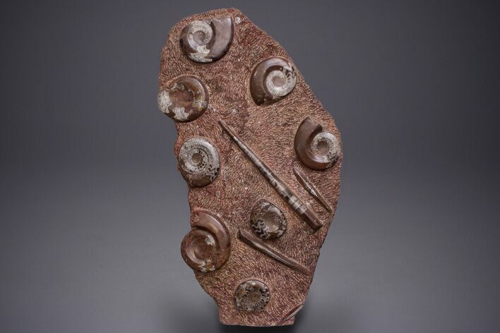 Free-Standing Fossil Orthoceras & Goniatite Sculpture #359928